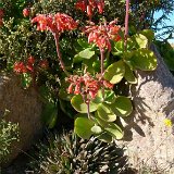 Cotyledon 'macrantha' JLcoll.879   ÉPUISÉ - OUT of STOCK - AGOTADO